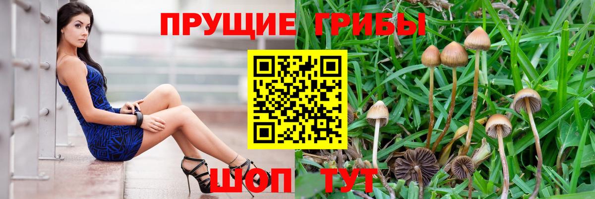 Галлюциногенные грибы Psilocybine cubensis Лыткарино